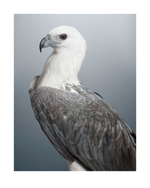 Dexter, White-bellied Sea Eagle by Leila Jeffreys 